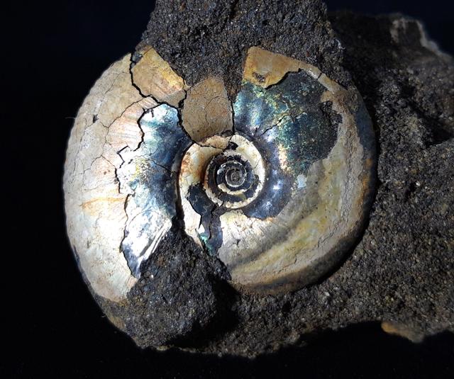 Craspedites subditus (TRAUTSCHOLD 1877) - Bild © FossNet FossilienStore